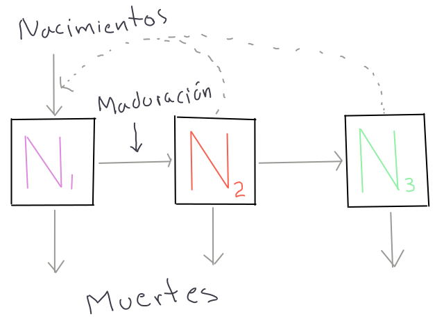 Diagrama del modelo de proyección de Matrices de Leslie con tres estadíos de desarrollo discretos. Las flechas sólidas representan *flujo* de individuos hacia y desde cada uno de los compartimentos que representa el número de individuos en cada categoría. Las flechas punteadas representan la fuente del flujo de individuos, por ejemplo los Nacimientos en N1 provienen de N2 y N3.